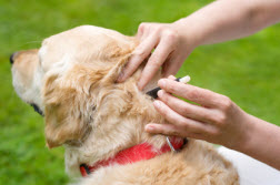 Come curare il pelo del cane