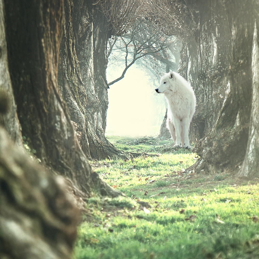 Wolf of Wilderness hrană uscată pentru câini